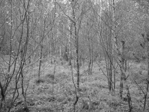 Elizabeth_Jackson_R_FMC3